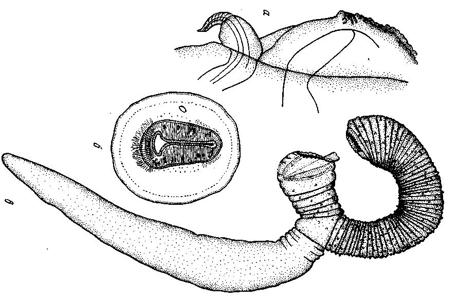Представитель Семейства Syncoeliidae